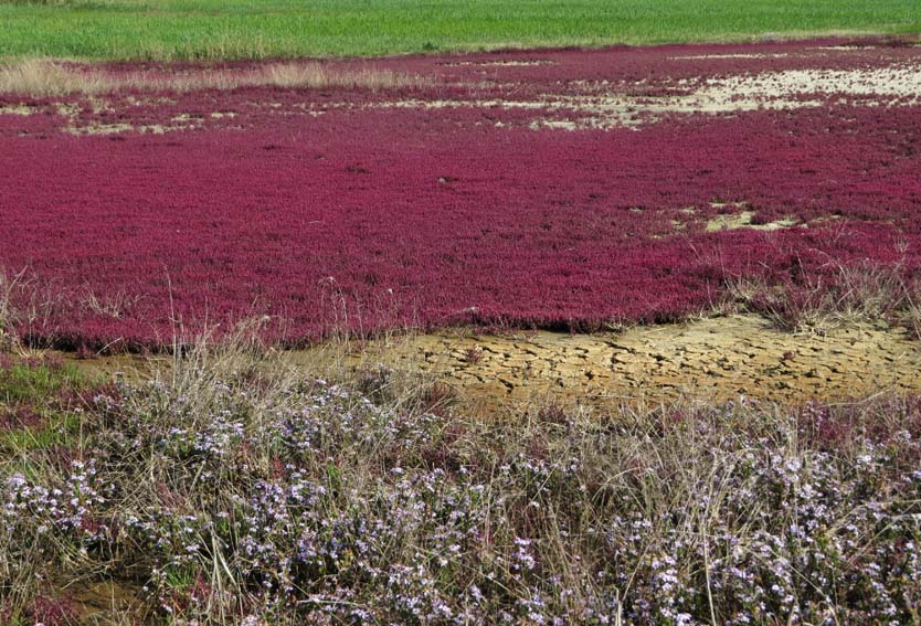 Salicornia3b