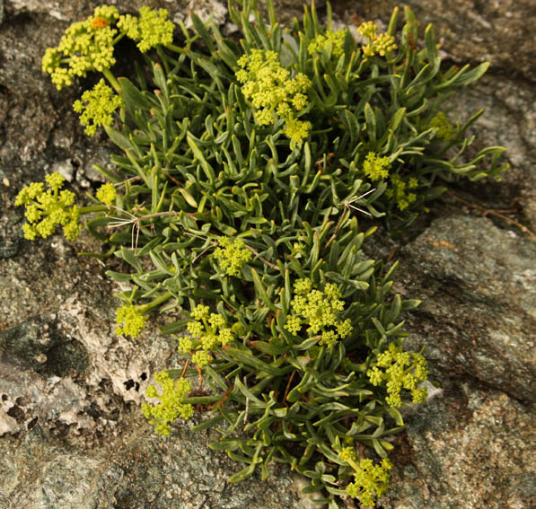 Crithmum1