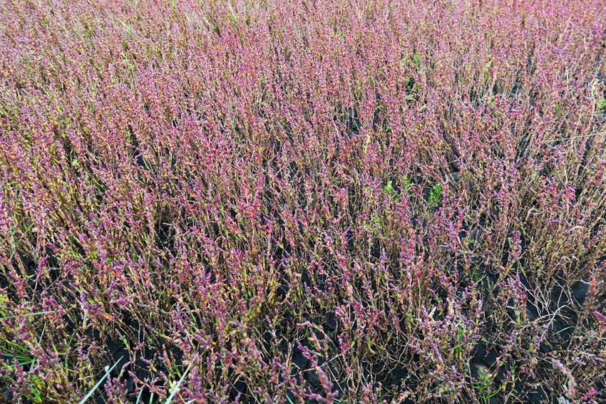 Salicornia2