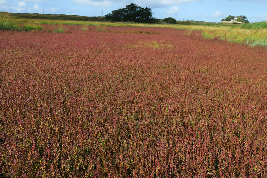 Salicornia1