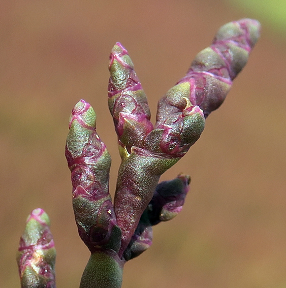 Salicornia3