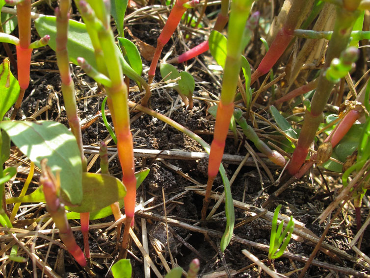 Salicornia8