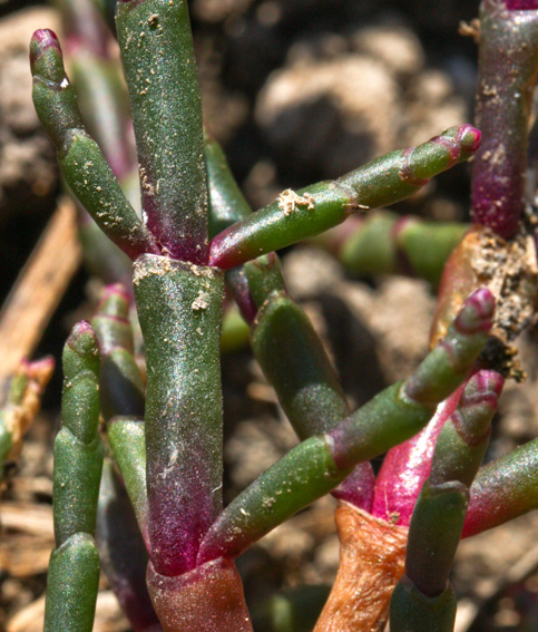 Salicornia6