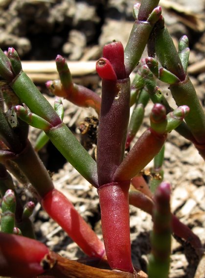 Salicornia7