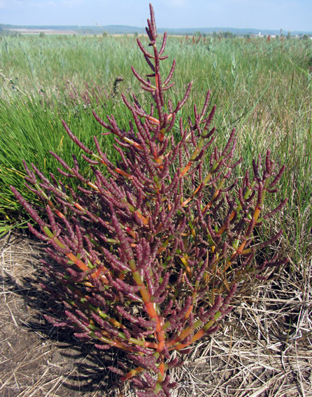 Salicornia5