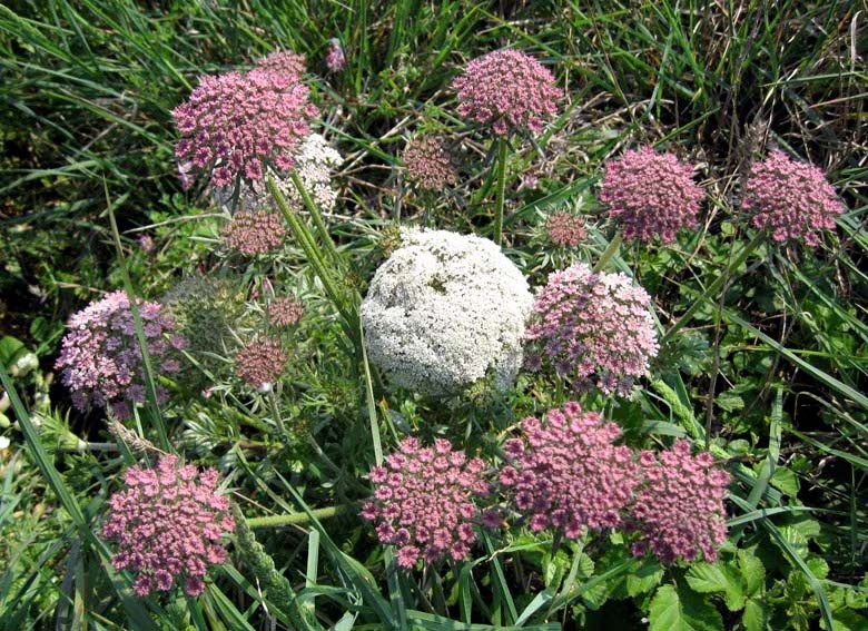 Daucus1