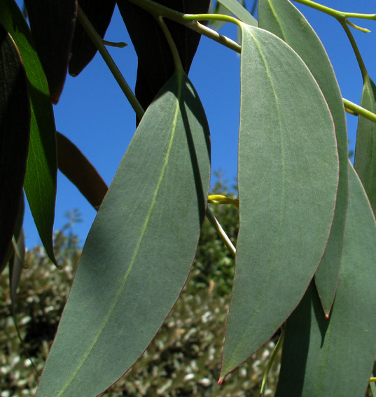 Eucalyptus2