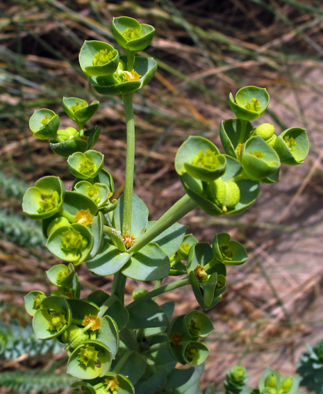 Euphorbia1b
