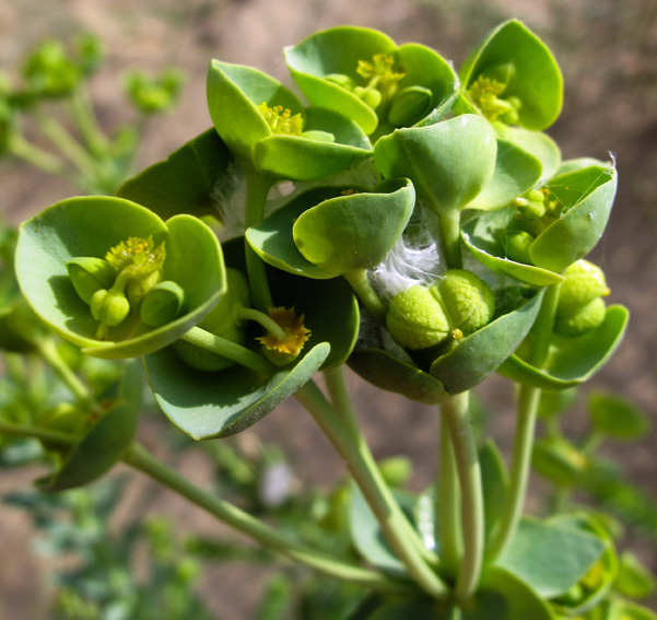 Euphorbia1c