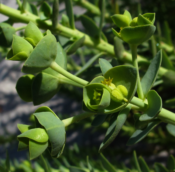 Euphorbia2