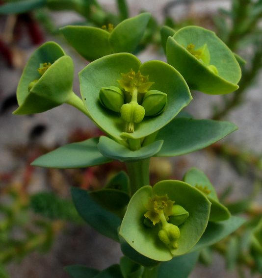 Euphorbia3