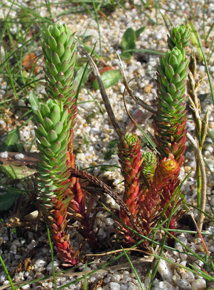 Euphorbia4a