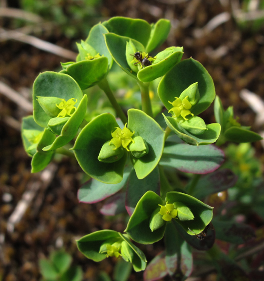 Euphorbia7