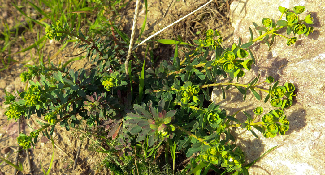 Euphorbia12