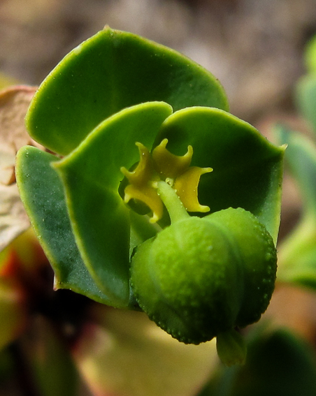 Euphorbia8