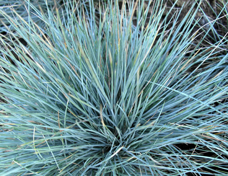 Festuca10