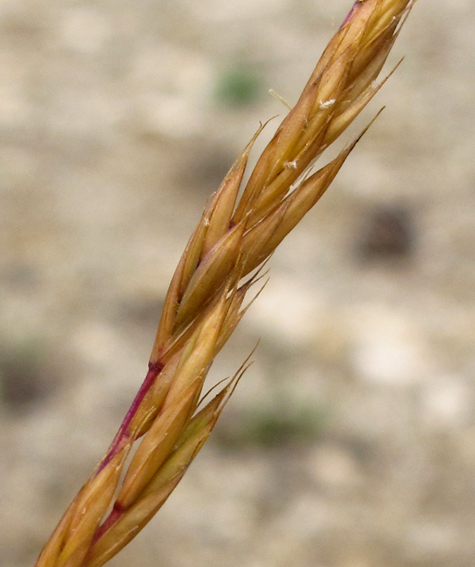 Festuca6c