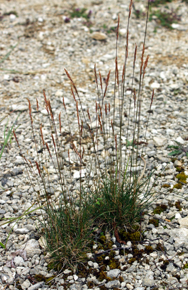 Festuca6