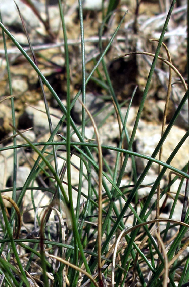 Festuca6a