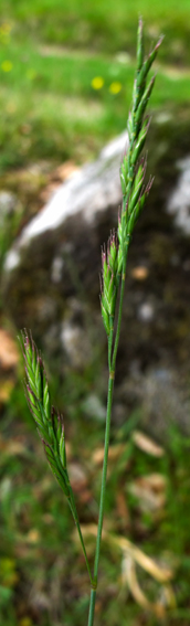 Festuca9