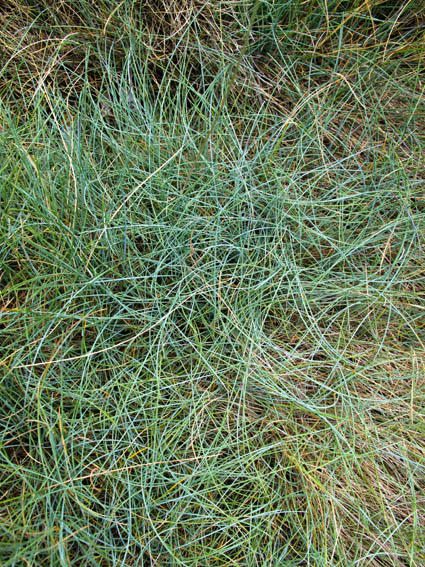 Festuca5