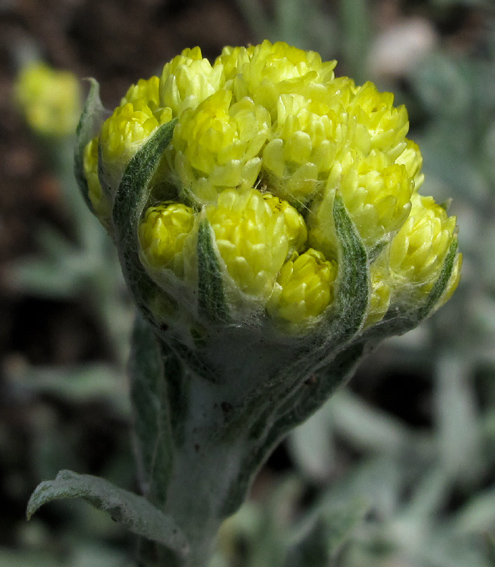 Helichrysum5