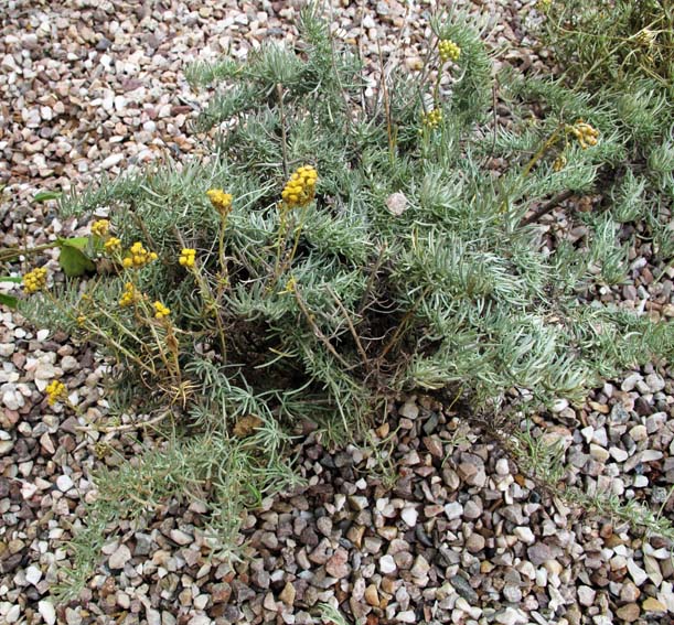 Helichrysum8