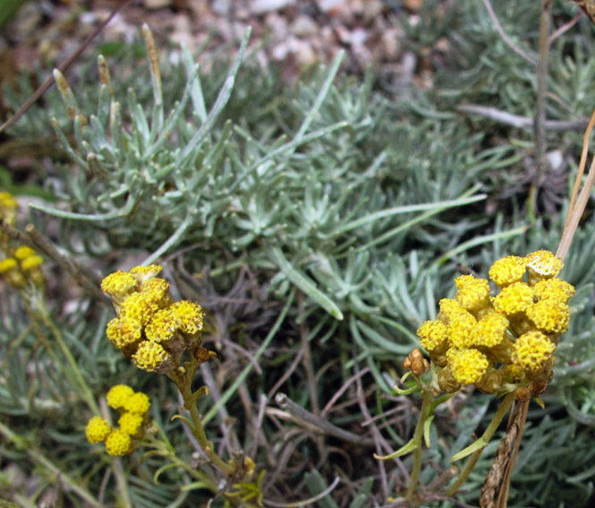 Helichrysum11