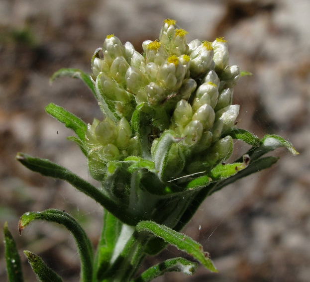 Helichrysum3