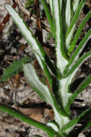 Helichrysum2