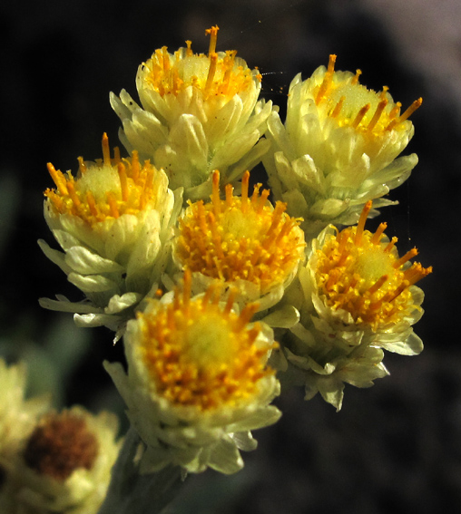 Helichrysum7