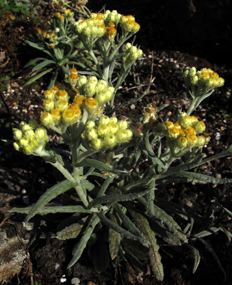 Helichrysum6