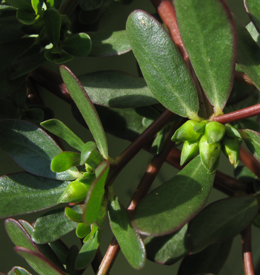 Portulaca2