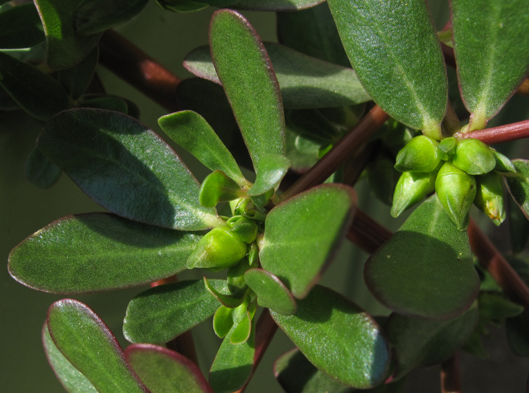 Portulaca3