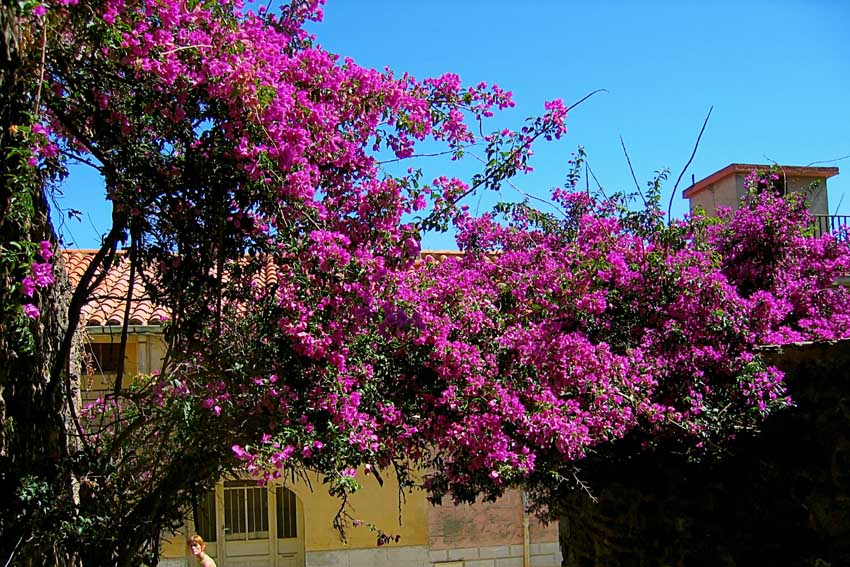 Bougainvillea1