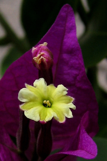 Bougainvillea3