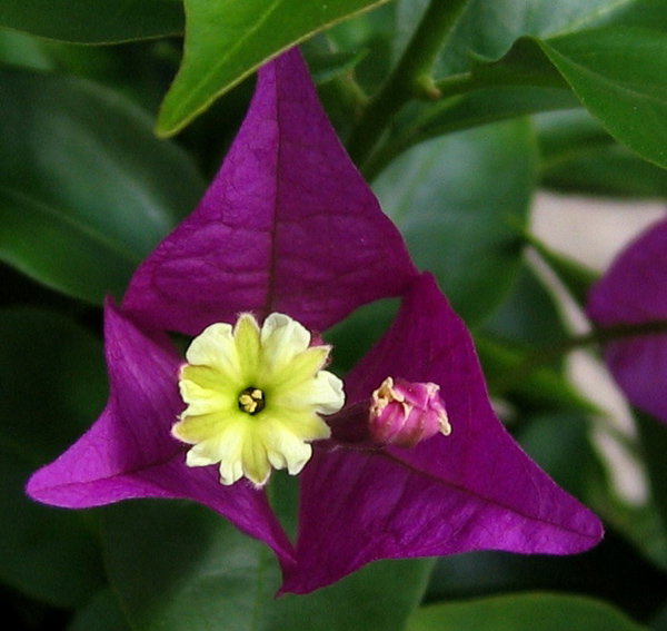 Bougainvillea2