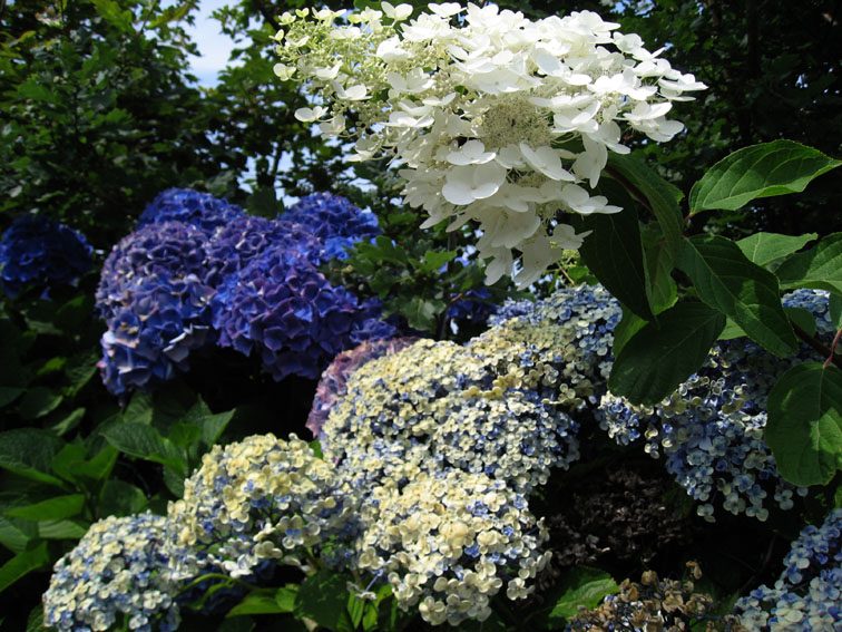 Hydrangea6