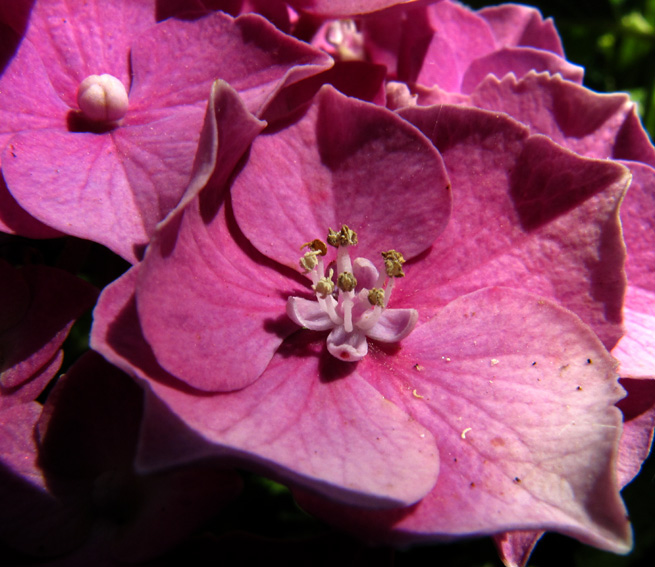 Hydrangea3