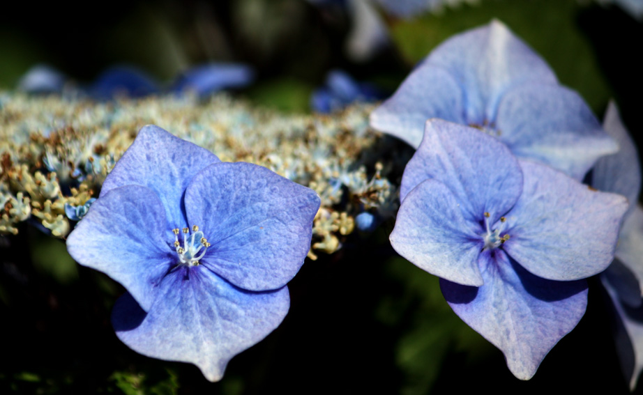 Hydrangea5