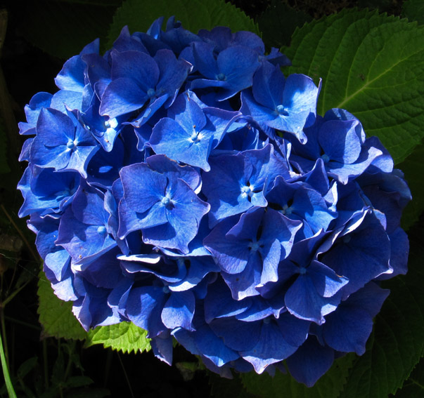 Hydrangea2