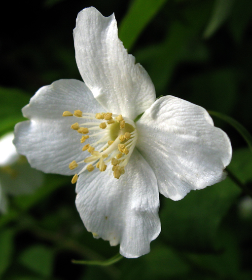 Philadelphus3