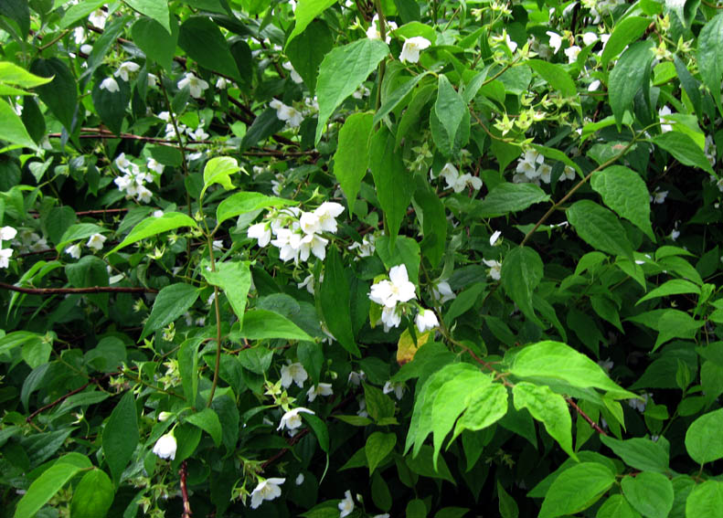 Philadelphus1