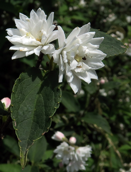 Philadelphus4