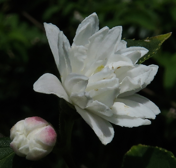 Philadelphus6