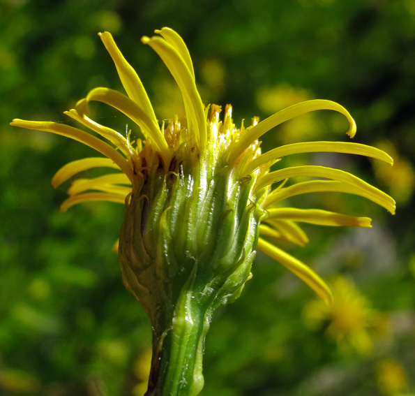 Inula3b