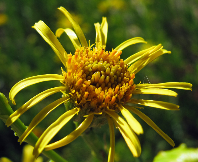 Inula3c