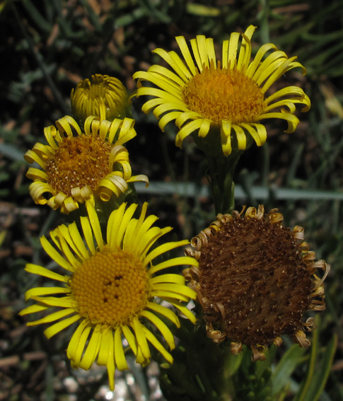 Inula4