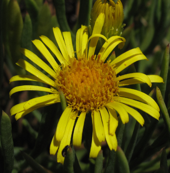 Inula5