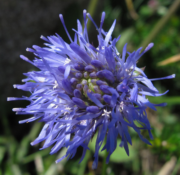 Jasione2